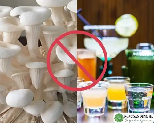 Nấm Bào Ngư Kỵ Với Gì? Những Thực Phẩm Nên Tránh Và Lưu Ý Khi Ăn Nấm Bào Ngư Kỵ Với Gì? Những Thực Phẩm Nên Tránh Và Lưu Ý Khi Ăn