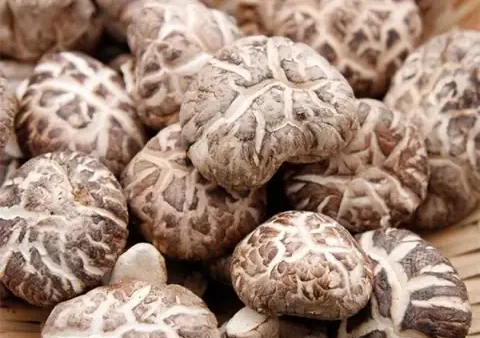 Nấm Đông Cô Tiếng Anh Là Gì? Shiitake Mushroom Là Gì & Cách Phát Âm Chuẩn