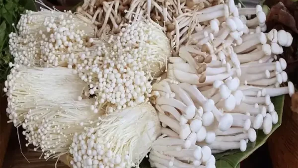 Nấm Kim Châm Để Được Bao Lâu? Hướng Dẫn Bảo Quản Tươi Ngon Chuẩn Chuyên Gia