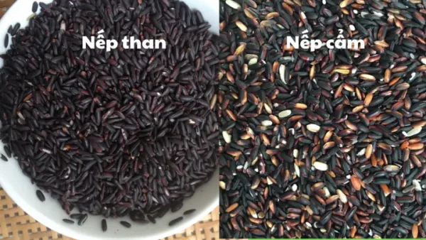 Nếp Cẩm Và Nếp Than: Phân Biệt Điểm Khác Nhau Rõ Ràng Và Lợi Ích Sức Khỏe