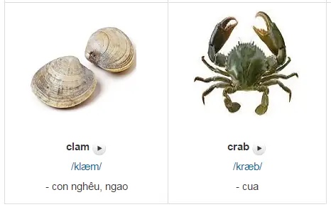 Nghêu Tiếng Anh Là Gì? Khám Phá Ý Nghĩa, Cách Dùng Và Các Loại Nghêu Phổ Biến