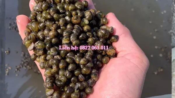 Ốc Bươu Đen Ăn Gì? Danh Sách Thức Ăn Tốt Nhất Giúp Ốc Nhanh Lớn