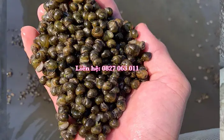 Ốc Bươu Đen Ăn Gì? Danh Sách Thức Ăn Tốt Nhất Giúp Ốc Nhanh Lớn Ốc Bươu Đen Ăn Gì? Danh Sách Thức Ăn Tốt Nhất Giúp Ốc Nhanh Lớn