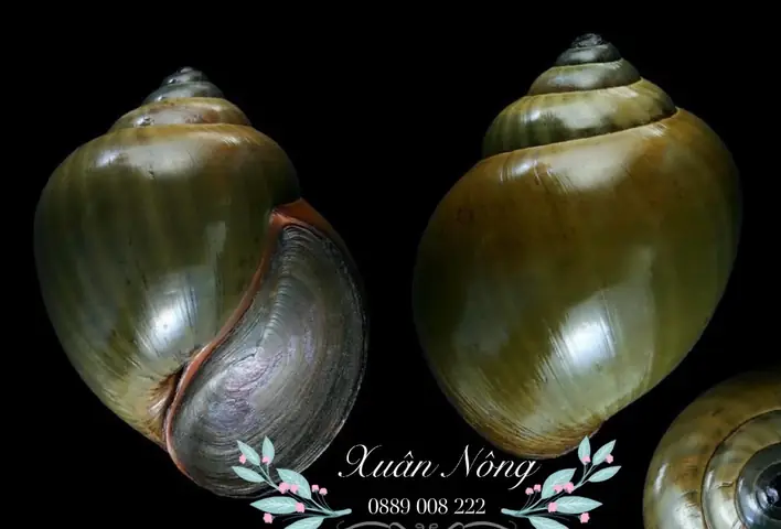 Ốc Bươu Đen Ăn Gì? Danh Sách Thức Ăn Tốt Nhất Giúp Ốc Nhanh Lớn Ốc Bươu Đen Ăn Gì? Danh Sách Thức Ăn Tốt Nhất Giúp Ốc Nhanh Lớn