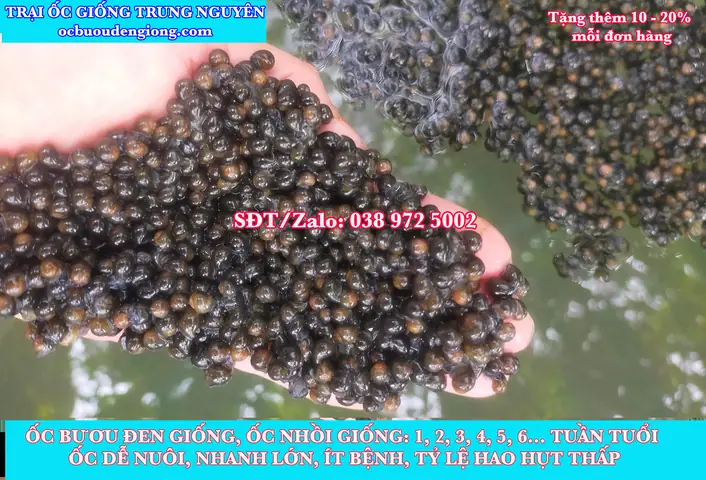 Ốc Bươu Đen Ăn Gì? Danh Sách Thức Ăn Tốt Nhất Giúp Ốc Nhanh Lớn Ốc Bươu Đen Ăn Gì? Danh Sách Thức Ăn Tốt Nhất Giúp Ốc Nhanh Lớn
