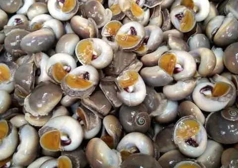 Giá Ốc Mỡ Bao Nhiêu 1kg? Cập Nhật Giá Mới Nhất & Lưu Ý Mua Chuẩn