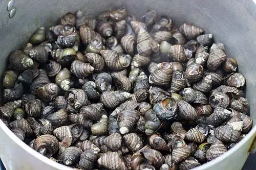 Ốc Vặn Là Gì? Đặc Điểm, Phân Loại Và Các Món Ngon Hấp Dẫn Từ Ốc Vặn