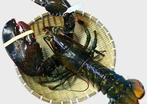 Sốt Phô Mai Nướng Hàu Mua Ở Đâu: Hướng Dẫn Chi Tiết & Nơi Tìm Mua