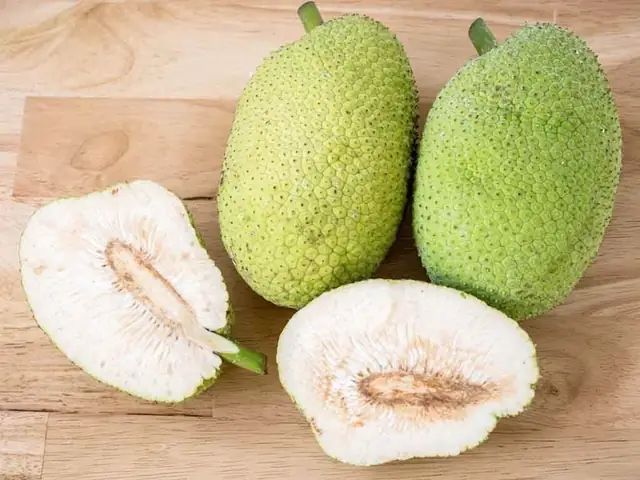Quả Sake Có Tác Dụng Gì? Lợi Ích Sức Khỏe & Cách Dùng Tốt Nhất Quả Sake Có Tác Dụng Gì? Lợi Ích Sức Khỏe & Cách Dùng Tốt Nhất