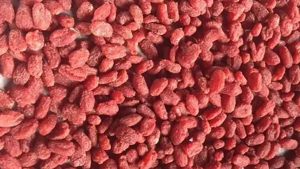 Quả Trám Và Quả Cọ: Phân Biệt, Đặc Điểm Và Công Dụng Ít Ai Ngờ