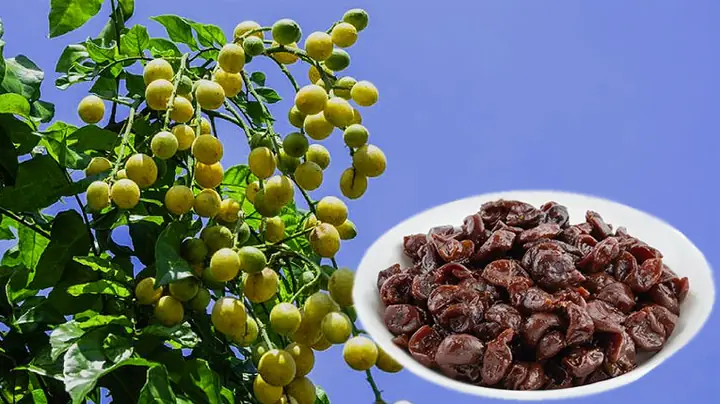 Bà Bầu Có Nên Ăn Quất Hồng Bì Không? Lợi Ích, Rủi Ro & 5 Lưu Ý Quan Trọng Để Ăn An Toàn