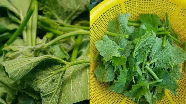 Rau Bí Xào Tỏi Bao Nhiêu Calo? Tác Dụng Và Cách Ăn Giảm Cân Hiệu Quả