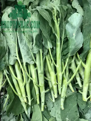 Rau Cải Ngồng Lạng Sơn: Đặc Sản Xứ Lạng Ngon Khó Cưỡng, Mua Ở Đâu Uy Tín? Rau Cải Ngồng Lạng Sơn: Đặc Sản Xứ Lạng Ngon Khó Cưỡng, Mua Ở Đâu Uy Tín?