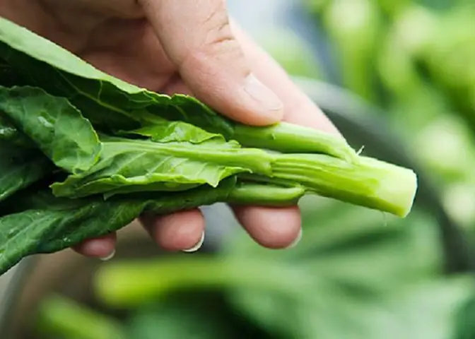 Rau Cải Ngồng Lạng Sơn: Đặc Sản Xứ Lạng Ngon Khó Cưỡng, Mua Ở Đâu Uy Tín? Rau Cải Ngồng Lạng Sơn: Đặc Sản Xứ Lạng Ngon Khó Cưỡng, Mua Ở Đâu Uy Tín?