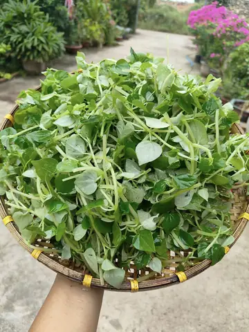 Rau Càng Cua Miền Bắc Gọi Là Gì Và Các Tên Gọi Khác Theo Vùng Miền Rau Càng Cua Miền Bắc Gọi Là Gì Và Các Tên Gọi Khác Theo Vùng Miền