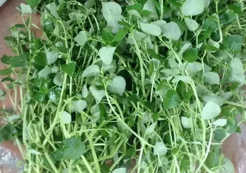 Rau Càng Cua Miền Bắc Gọi Là Gì Và Các Tên Gọi Khác Theo Vùng Miền