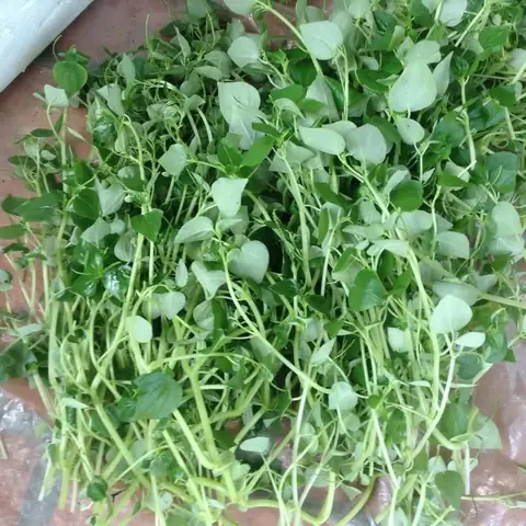 Rau Càng Cua Miền Bắc Gọi Là Gì Và Các Tên Gọi Khác Theo Vùng Miền Rau Càng Cua Miền Bắc Gọi Là Gì Và Các Tên Gọi Khác Theo Vùng Miền