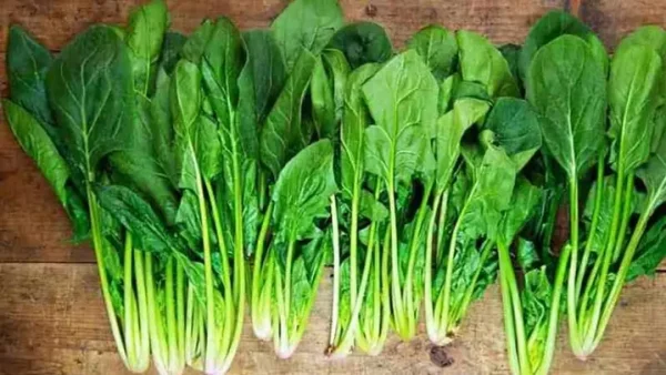 Rau Chân Vịt Và Cải Bó Xôi: Phân Biệt Tên Gọi, Lợi Ích Sức Khỏe, Cách Sử Dụng & Lưu Ý