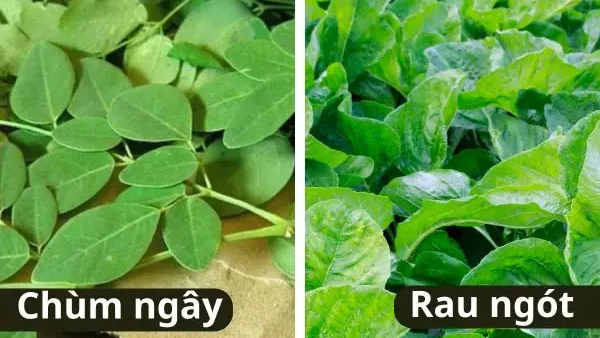 Rau Chùm Ngây Và Rau Ngót: Phân Biệt, Công Dụng Và Cách Sử Dụng Tốt Nhất