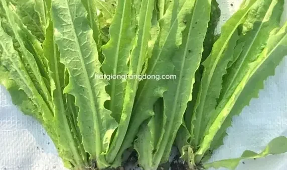 Rau Diếp Và Xà Lách: Lợi Ích, Dinh Dưỡng Và Cách Sử Dụng Tốt Nhất