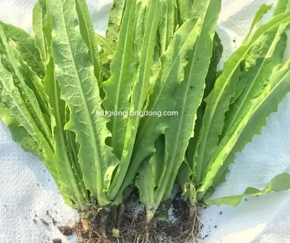 Rau Diếp Và Xà Lách: Lợi Ích, Dinh Dưỡng Và Cách Sử Dụng Tốt Nhất Rau Diếp Và Xà Lách: Lợi Ích, Dinh Dưỡng Và Cách Sử Dụng Tốt Nhất