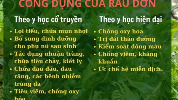 Phân Biệt Rau Dớn Và Dương Xỉ: Đặc Điểm, Công Dụng Và Cách Nhận Biết