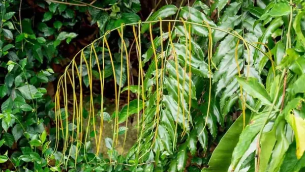 Rau Đọt Choại Có Tác Dụng Gì? Khám Phá Lợi Ích Sức Khỏe Và Dinh Dưỡng
