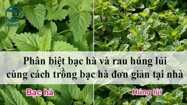 Phân Biệt Húng Lủi Và Bạc Hà: Lá, Mùi, Công Dụng Và Cách Chọn