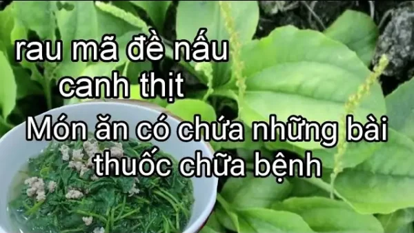 Cách Nấu Canh Rau Mã Đề Ngon, Bổ Dưỡng Và Những Lợi Ích Sức Khỏe