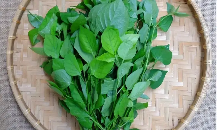 Rau Ngót Nhật Có Tác Dụng Gì? Lợi Ích, Dinh Dưỡng Và Lưu Ý Sử Dụng Rau Ngót Nhật Có Tác Dụng Gì? Lợi Ích, Dinh Dưỡng Và Lưu Ý Sử Dụng
