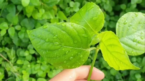 Rau Ngót Nhật Có Tác Dụng Gì? Lợi Ích, Dinh Dưỡng Và Lưu Ý Sử Dụng