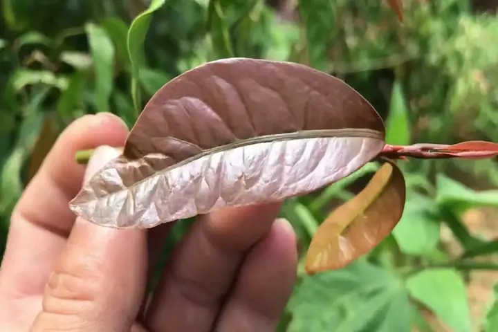 Rau Nhíp Có Tác Dụng Gì? Lợi Ích Sức Khỏe Và Dinh Dưỡng Rau Nhíp Có Tác Dụng Gì? Lợi Ích Sức Khỏe Và Dinh Dưỡng