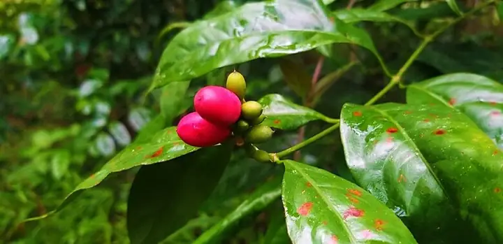 Rau Nhíp Có Tác Dụng Gì? Lợi Ích Sức Khỏe Và Dinh Dưỡng Rau Nhíp Có Tác Dụng Gì? Lợi Ích Sức Khỏe Và Dinh Dưỡng