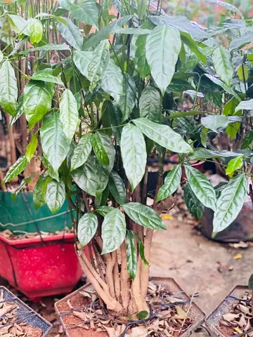 Rau Nhíp Có Tác Dụng Gì? Lợi Ích Sức Khỏe Và Dinh Dưỡng Rau Nhíp Có Tác Dụng Gì? Lợi Ích Sức Khỏe Và Dinh Dưỡng