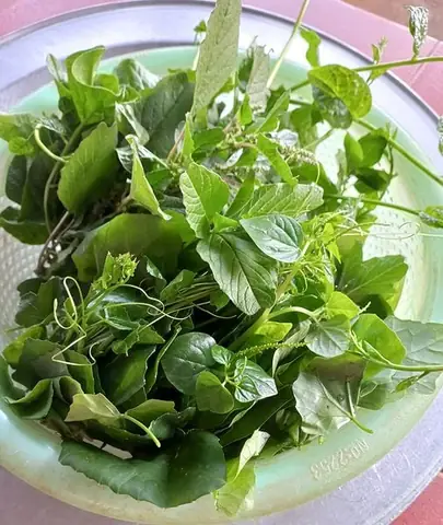 Rau Tập Tàng Miền Bắc: Tất Tần Tật Từ Định Nghĩa Đến Cách Nấu Ngon