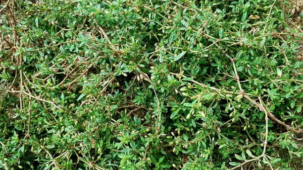Rau Tập Tàng Miền Bắc: Tất Tần Tật Từ Định Nghĩa Đến Cách Nấu Ngon