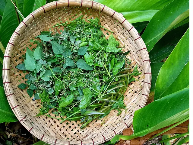 Rau Tập Tàng Miền Bắc: Tất Tần Tật Từ Định Nghĩa Đến Cách Nấu Ngon