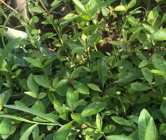 Rau Tập Tàng Miền Bắc: Tất Tần Tật Từ Định Nghĩa Đến Cách Nấu Ngon