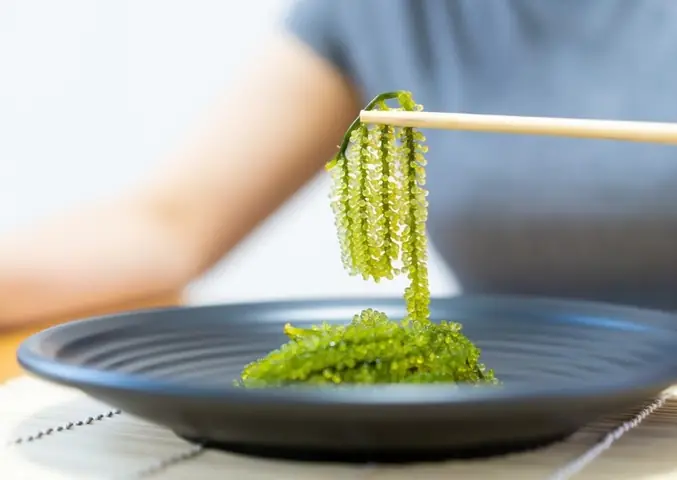 Rong Nho Ăn Sống Được Không? Cách Sử Dụng Tươi Ngon, An Toàn Rong Nho Ăn Sống Được Không? Cách Sử Dụng Tươi Ngon, An Toàn