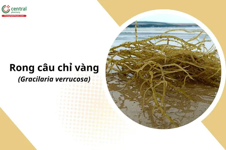 Rong Câu Chỉ Vàng: Công Dụng, Cách Chế Biến Và Lợi Ích Sức Khỏe