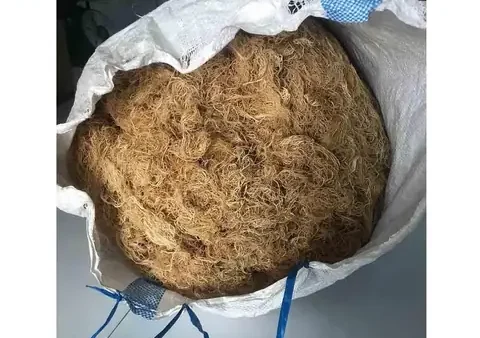 Rong Câu Chỉ Vàng: Công Dụng, Cách Chế Biến Và Lợi Ích Sức Khỏe