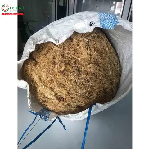 Rong Câu Chỉ Vàng: Công Dụng, Cách Chế Biến Và Lợi Ích Sức Khỏe