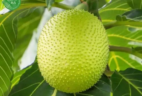 Sake Chiên Bao Nhiêu Calo? Ăn Có Béo Không & Cách Ăn Hỗ Trợ Giảm Cân