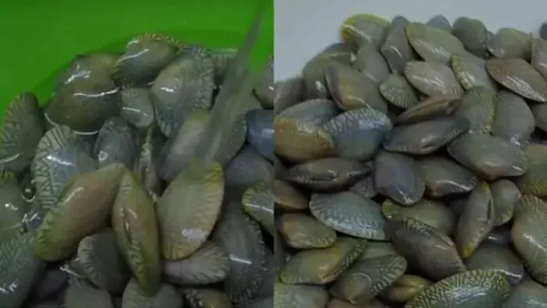 Cách Làm Sò Lụa Xào Lá Quế Thơm Ngon Đậm Vị Tại Nhà