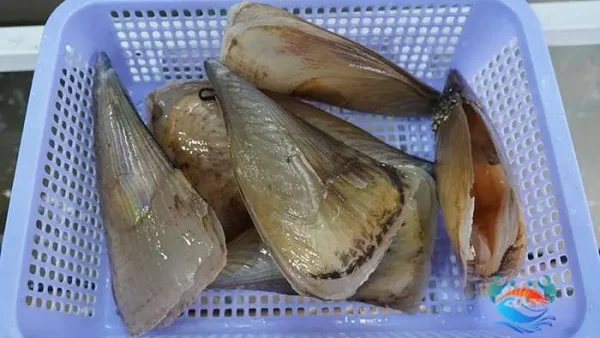 Sò Mai Tiếng Anh Là Gì? Tên Gọi Khác & Thông Tin Chi Tiết