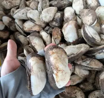 Cách Làm Sò Quéo Nướng Mỡ Hành Thơm, Dai Giòn Tại Nhà