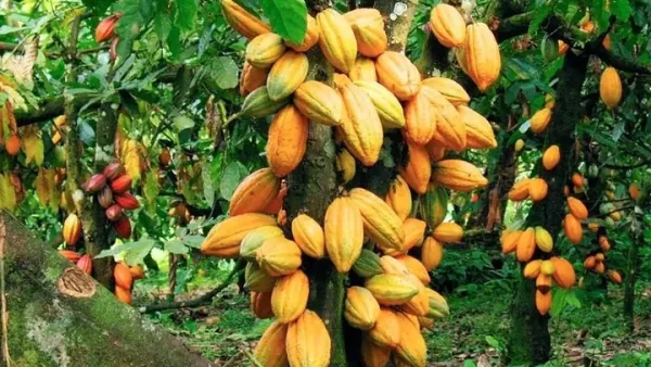 Socola Trắng Làm Từ Gì? Thành Phần, Nguồn Gốc & Sự Khác Biệt