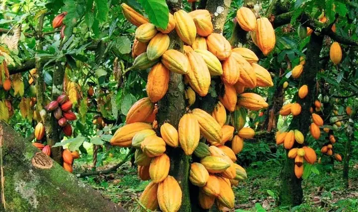 Socola Trắng Làm Từ Gì? Thành Phần, Nguồn Gốc & Sự Khác Biệt Socola Trắng Làm Từ Gì? Thành Phần, Nguồn Gốc & Sự Khác Biệt