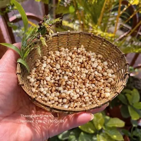 Sữa Thảo Mộc Cho Bé: Lợi Ích, Cách Chọn Và Công Thức Làm Tại Nhà Sữa Thảo Mộc Cho Bé: Lợi Ích, Cách Chọn Và Công Thức Làm Tại Nhà