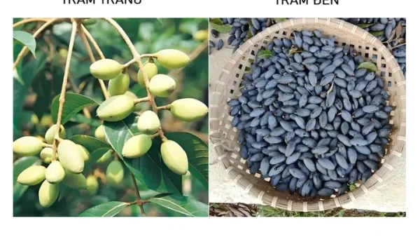 Tác Dụng Của Quả Trám Đen: Lợi Ích Sức Khỏe Và Bài Thuốc Hay